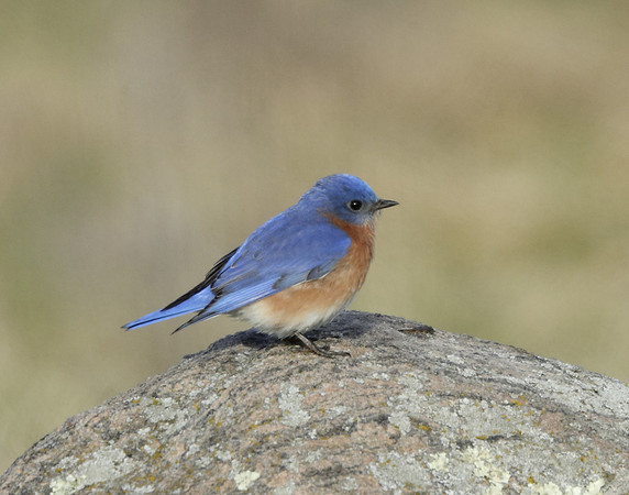 Eastern Bluebird Sialia sialis