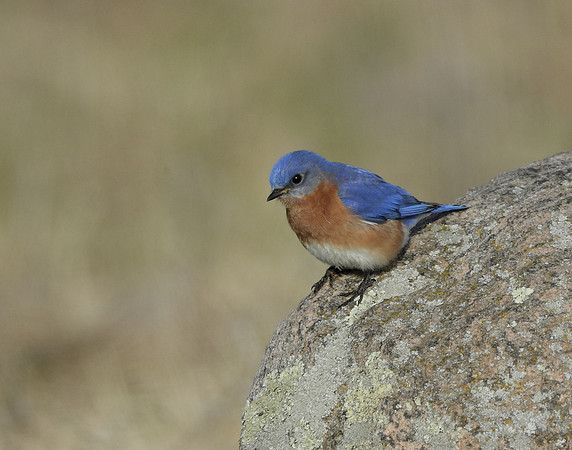 Eastern Bluebird Sialia sialis