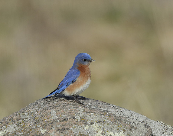Eastern Bluebird Sialia sialis
