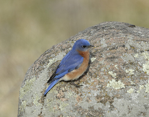 Eastern Bluebird Sialia sialis