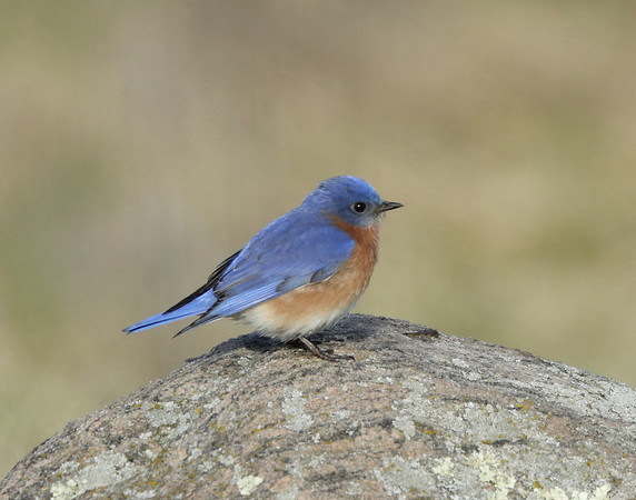 Eastern Bluebird Sialia sialis