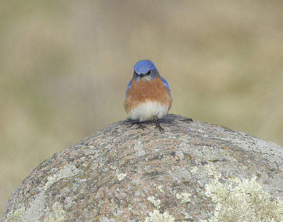 Eastern Bluebird Sialia sialis