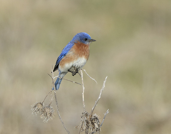 Eastern Bluebird Sialia sialis