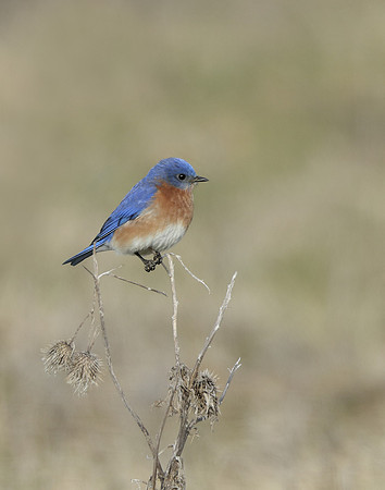 Eastern Bluebird Sialia sialis