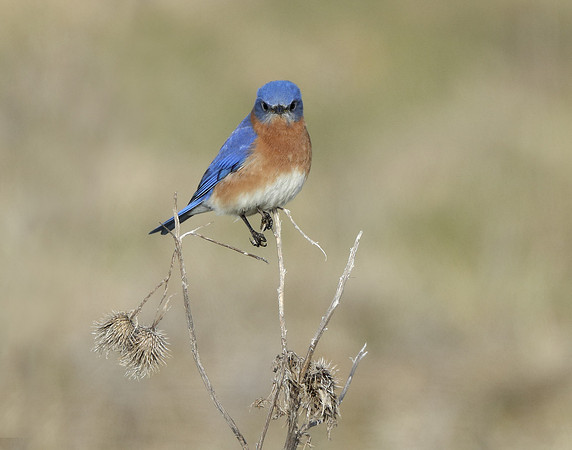 Eastern Bluebird Sialia sialis