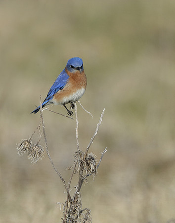 Eastern Bluebird Sialia sialis