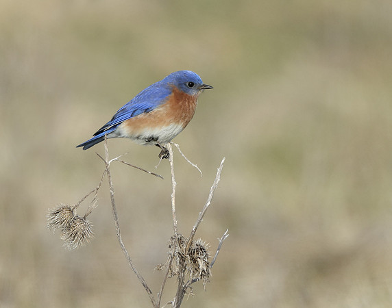 Eastern Bluebird Sialia sialis