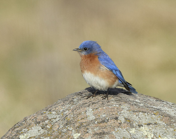 Eastern Bluebird Sialia sialis