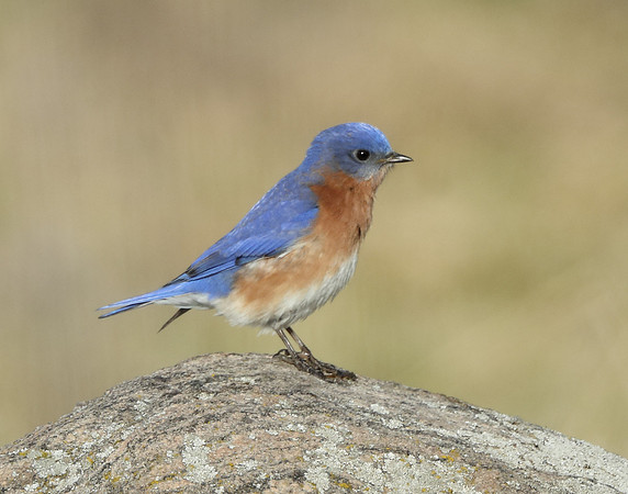 Eastern Bluebird Sialia sialis