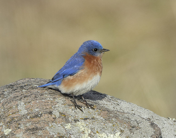 Eastern Bluebird Sialia sialis