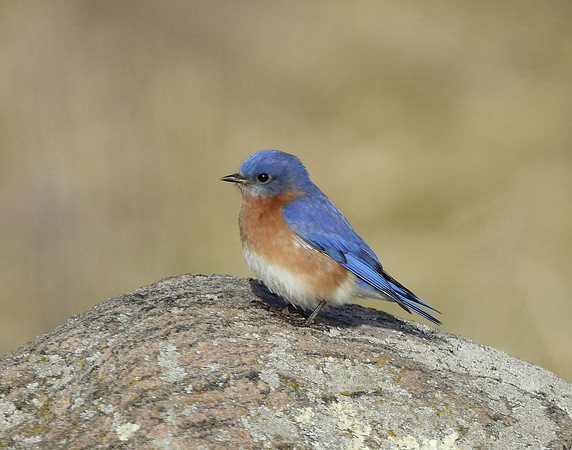 Eastern Bluebird Sialia sialis
