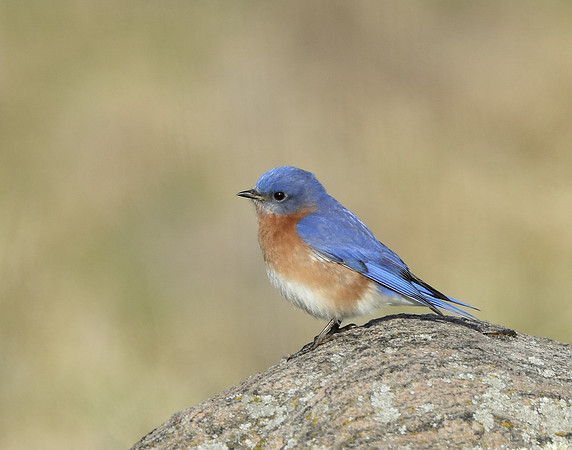 Eastern Bluebird Sialia sialis