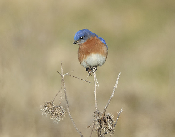 Eastern Bluebird Sialia sialis