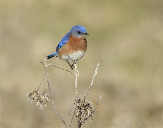 Eastern Bluebird Sialia sialis