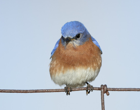 Eastern Bluebird Sialia sialis
