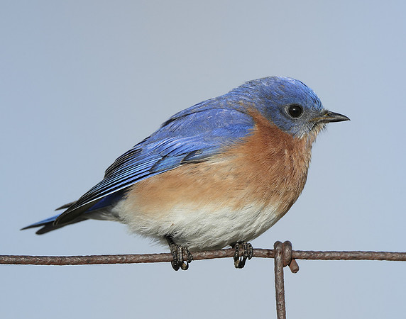 Eastern Bluebird Sialia sialis