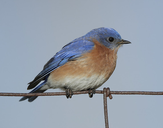 Eastern Bluebird Sialia sialis