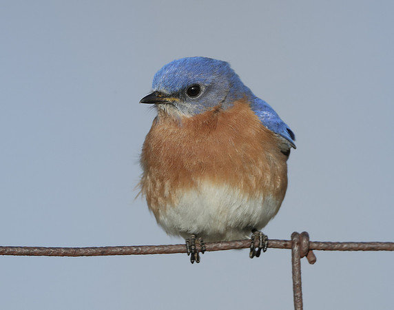 Eastern Bluebird Sialia sialis