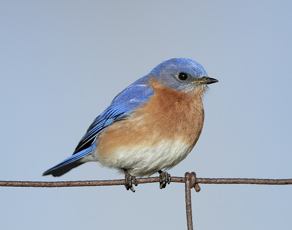 Eastern Bluebird Sialia sialis