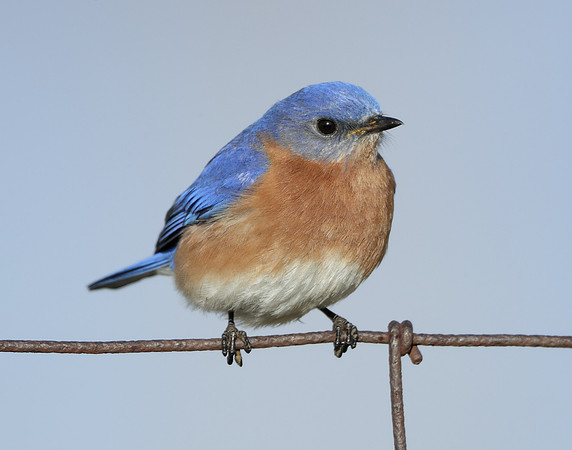 Eastern Bluebird Sialia sialis