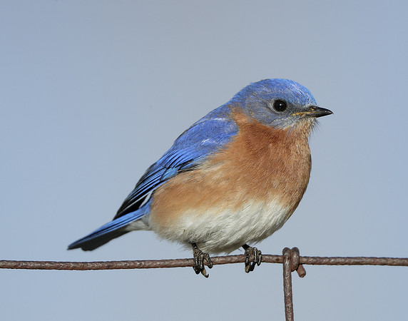 Eastern Bluebird Sialia sialis