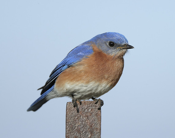 Eastern Bluebird Sialia sialis