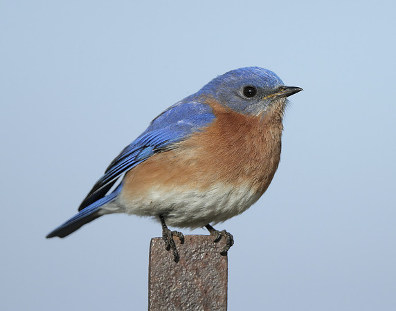 Eastern Bluebird Sialia sialis
