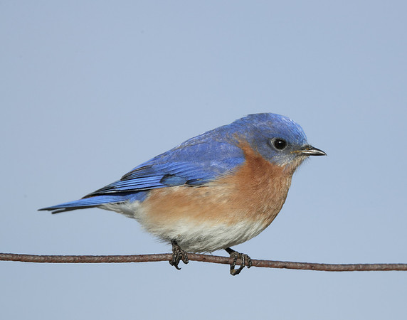 Eastern Bluebird Sialia sialis