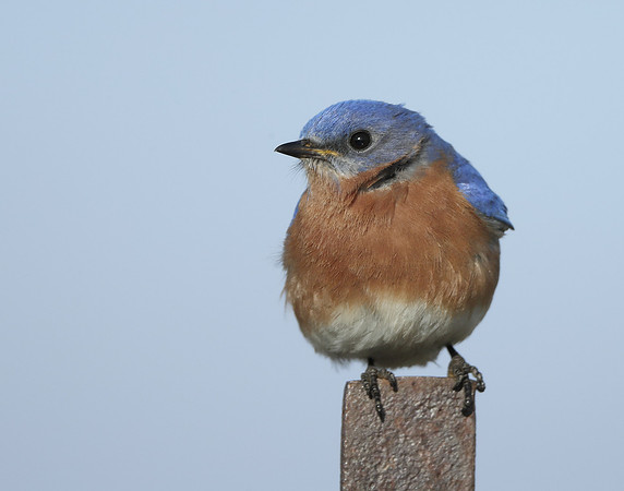 Eastern Bluebird Sialia sialis