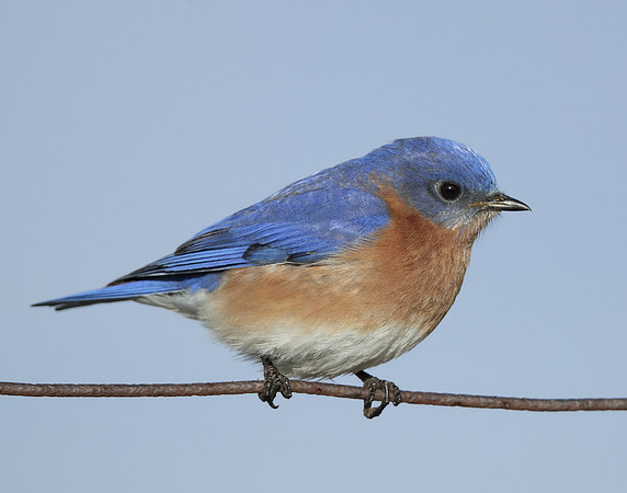 Eastern Bluebird Sialia sialis