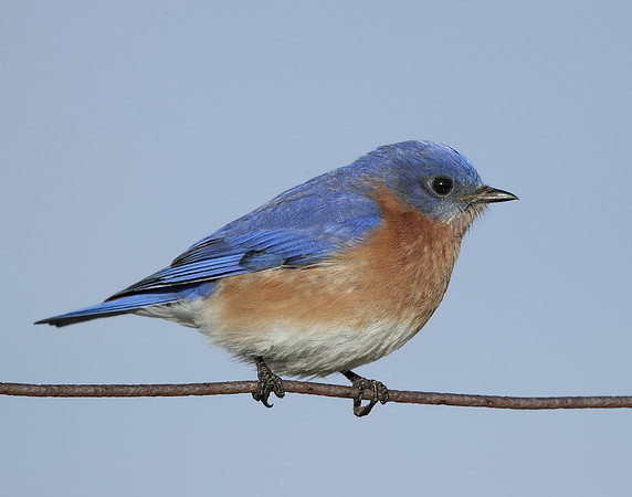 Eastern Bluebird Sialia sialis