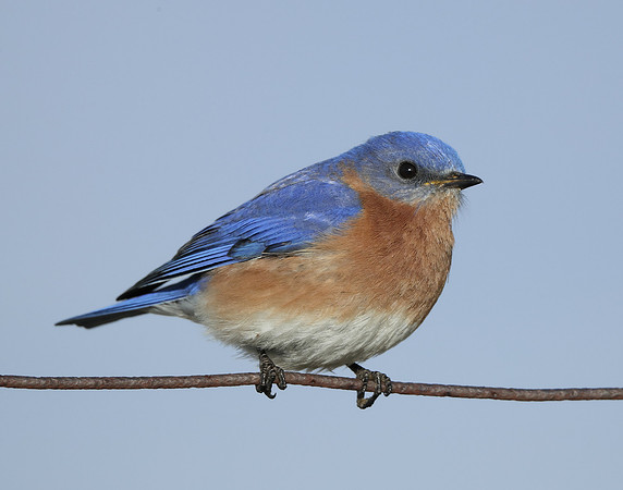 Eastern Bluebird Sialia sialis