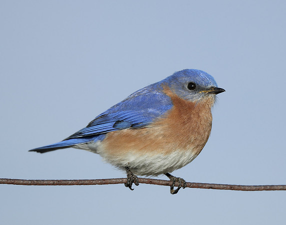 Eastern Bluebird Sialia sialis