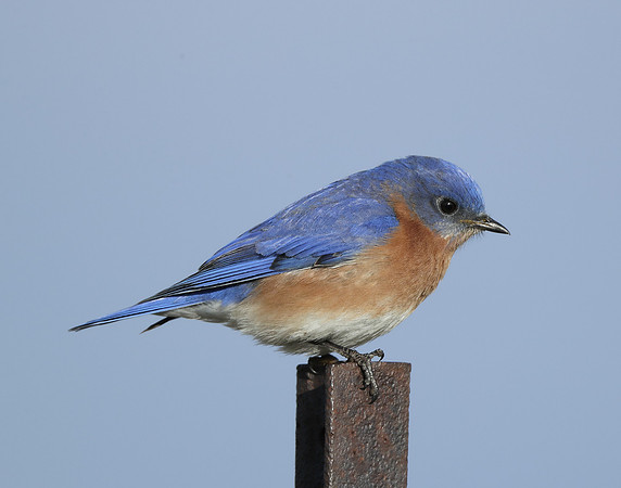 Eastern Bluebird Sialia sialis