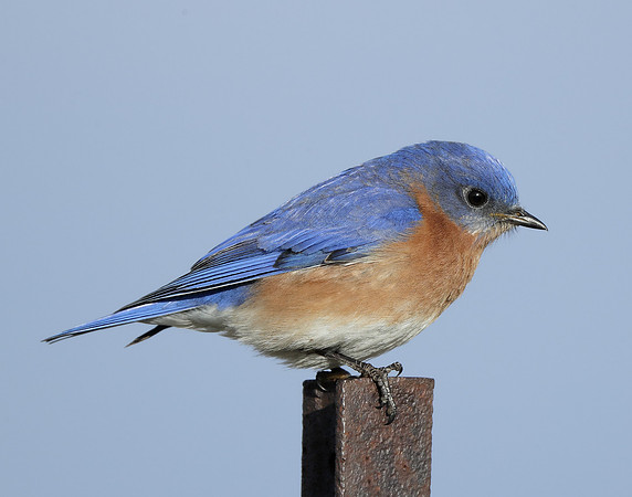 Eastern Bluebird Sialia sialis