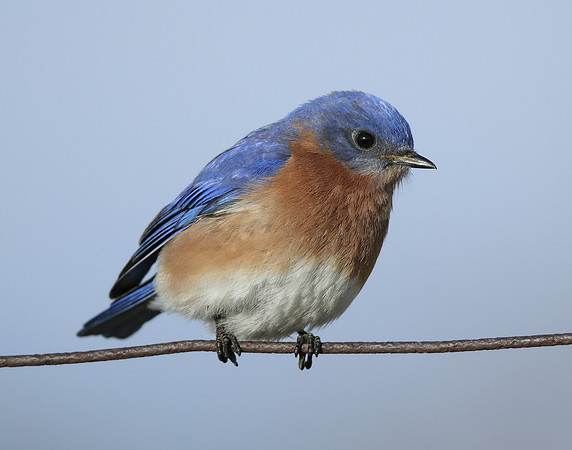Eastern Bluebird Sialia sialis