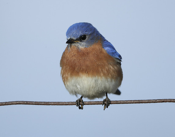 Eastern Bluebird Sialia sialis