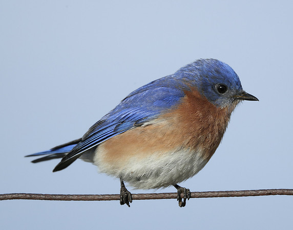 Eastern Bluebird Sialia sialis