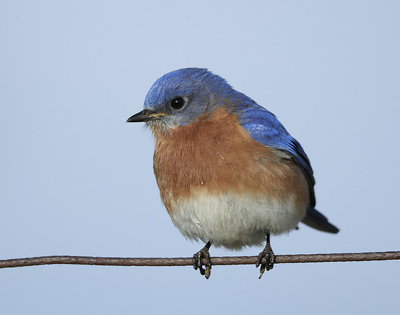 Eastern Bluebird Sialia sialis