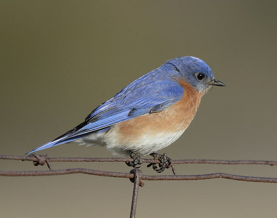 Eastern Bluebird Sialia sialis