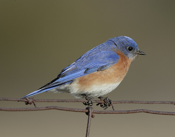 Eastern Bluebird Sialia sialis