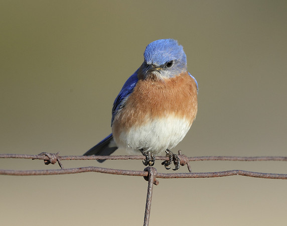 Eastern Bluebird Sialia sialis