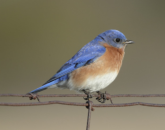 Eastern Bluebird Sialia sialis