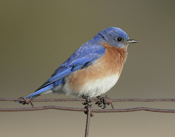 Eastern Bluebird Sialia sialis