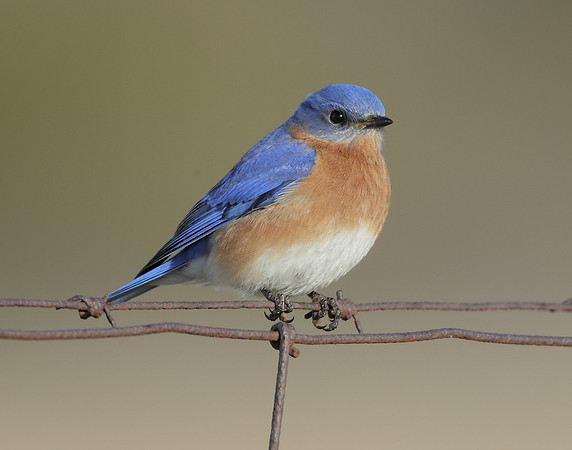 Eastern Bluebird Sialia sialis