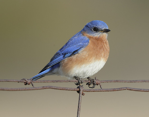 Eastern Bluebird Sialia sialis