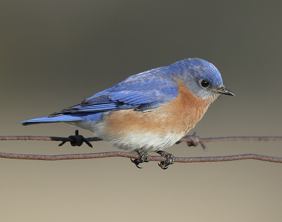 Eastern Bluebird Sialia sialis