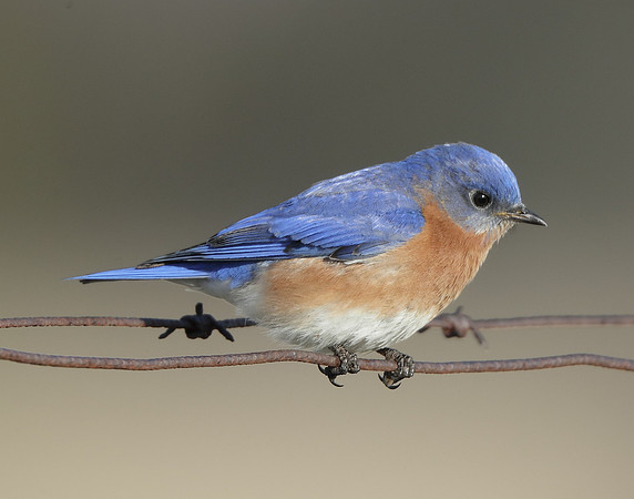 Eastern Bluebird Sialia sialis