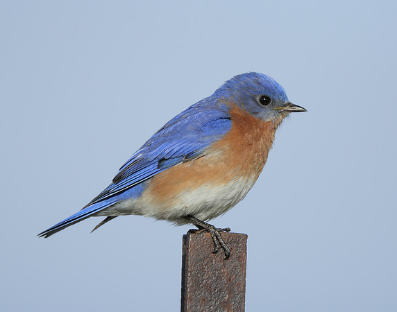 Eastern Bluebird Sialia sialis