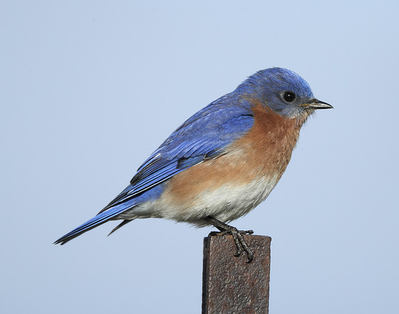 Eastern Bluebird Sialia sialis